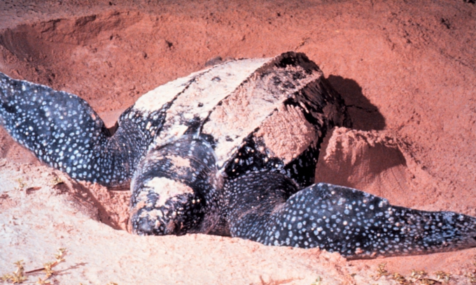 Phát hiện tổ trứng loài rùa lớn nhất thế giới