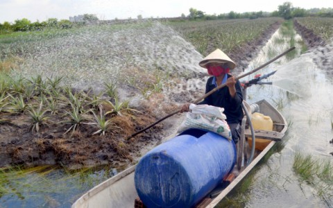 Người gieo 'đầu rồng, đuôi phụng, cánh tiên' trên đất phèn