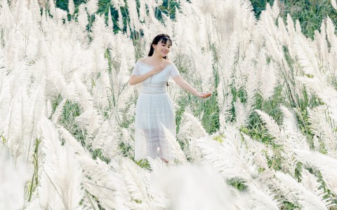Cánh đồng cỏ lau ở Hà Nội đã vào mùa khoe sắc trắng, đẹp đến ngỡ ngàng