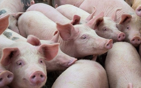 Giá lợn hơi hôm nay 29/12: Tiếp tục tăng ở nhiều địa phương trên cả nước