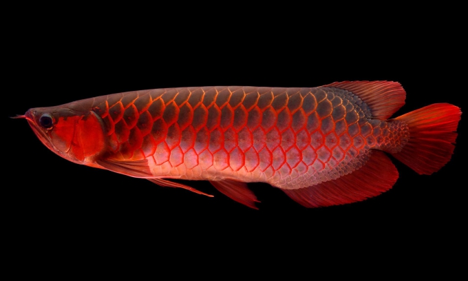 5 loài cá cảnh, sinh vật cảnh độc đáo nhất