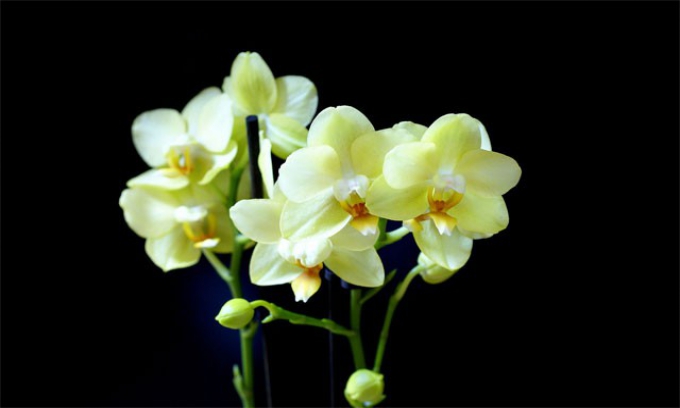 Cách trồng các loại giống Hồ điệp - Phalaenopsis