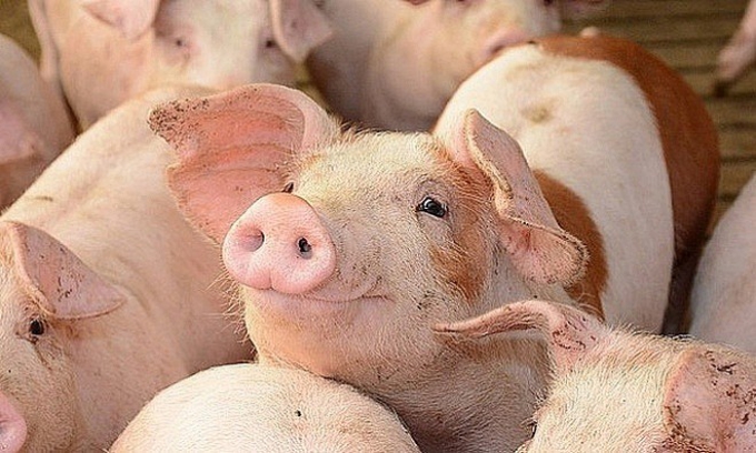Giá lợn hơi hôm nay 30/12: Tiếp tục tăng tại nhiều địa phương